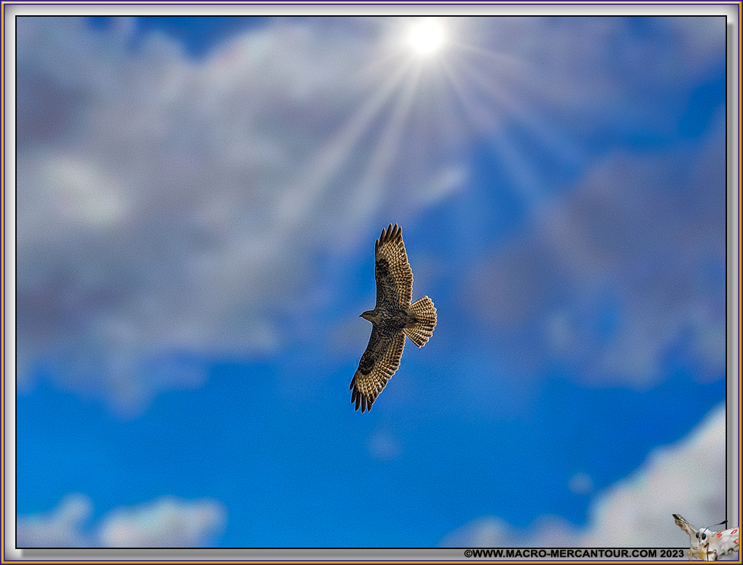 Buse variable 